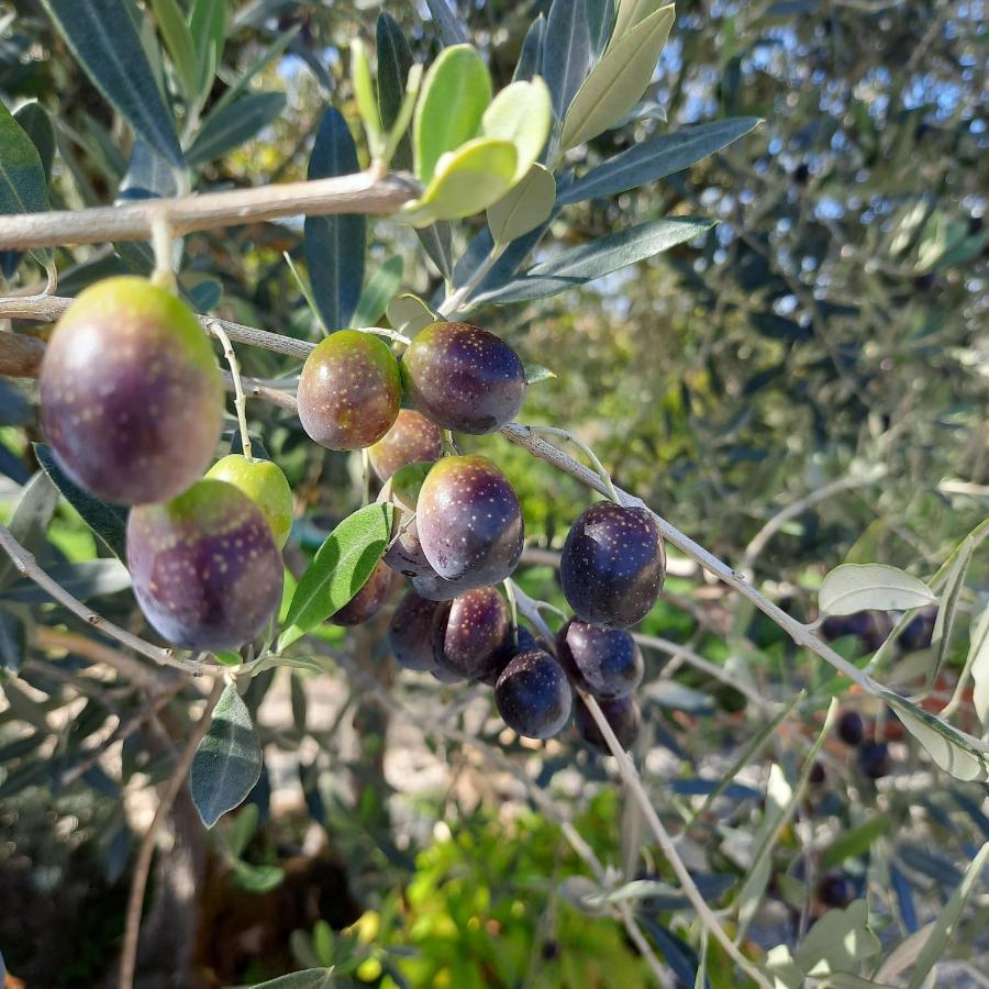 סן קאסיאנו ב-ואל די פזה Agriturismo I Ceppi מראה חיצוני תמונה